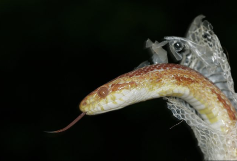 Snake Shedding Skin