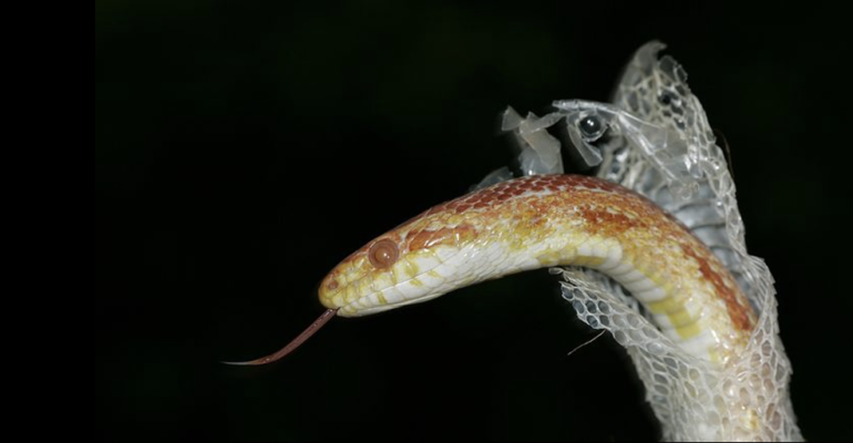 Snake Shedding Skin